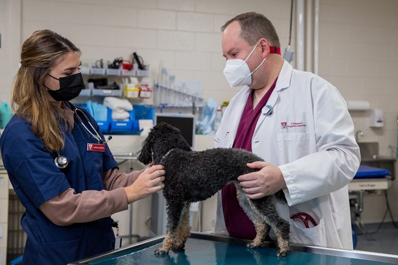 Michael Nappier (at right) and student (at left) examine a dog at the veterinary college.